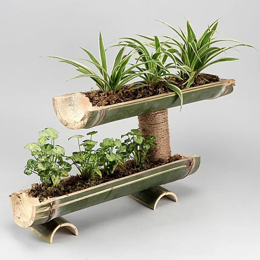 Syngonium And Spider Plant Double Decker Setup