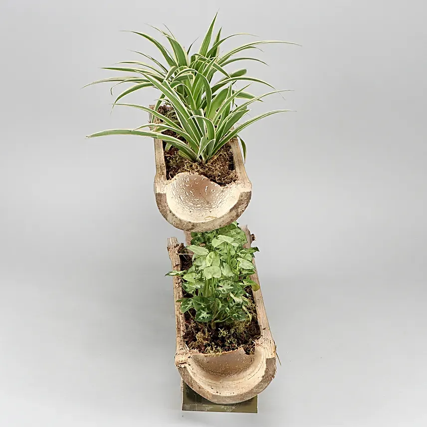 Syngonium And Spider Plant Double Decker Setup