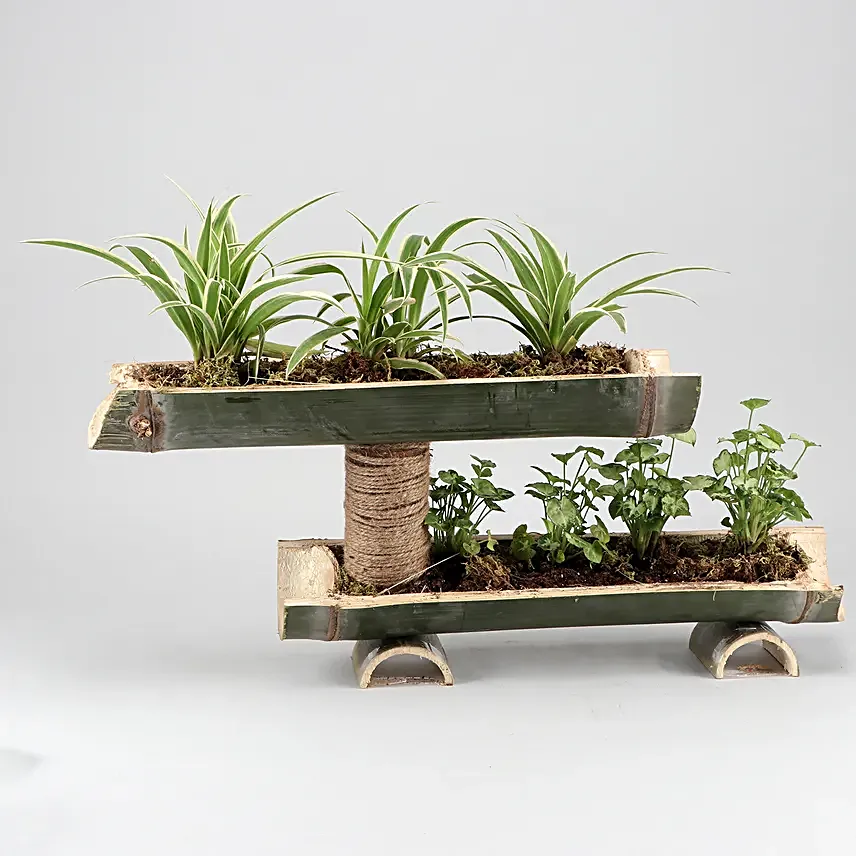Syngonium And Spider Plant Double Decker Setup