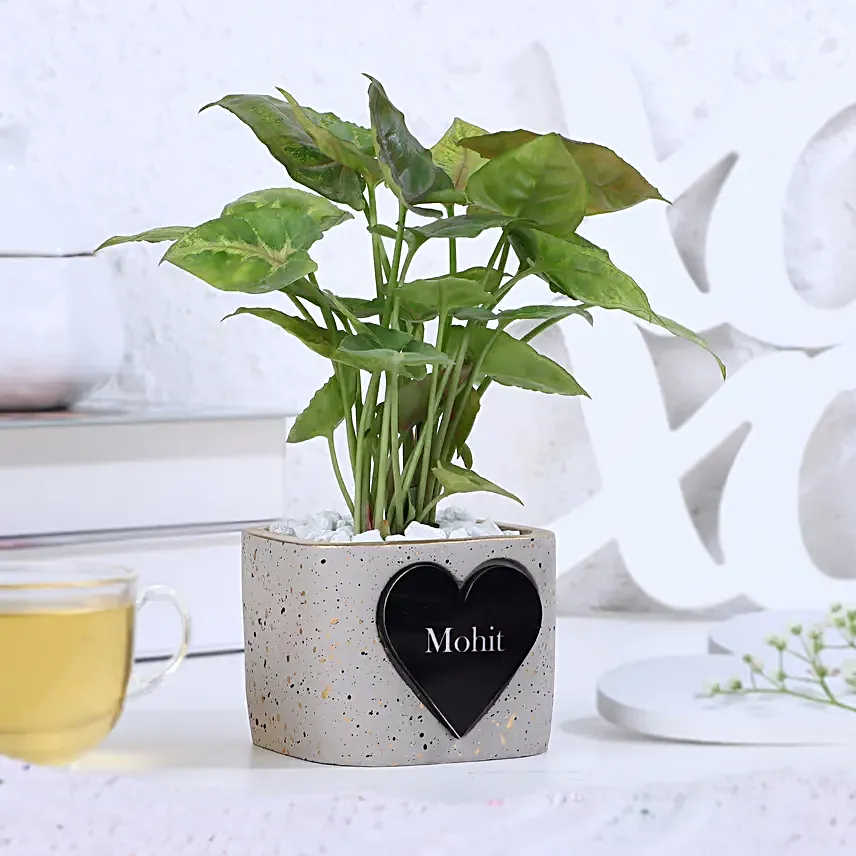 Syngonium Bliss In A Pot