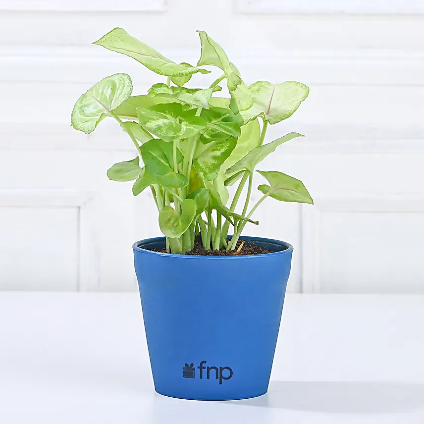 office plant online