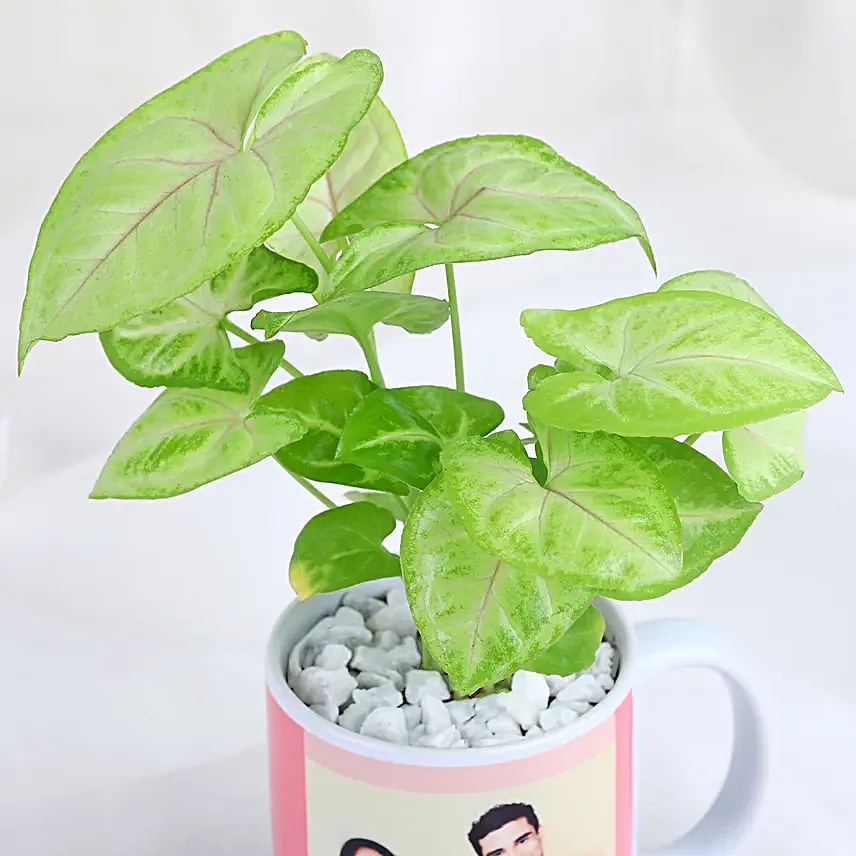 Syngonium Harmony Mug