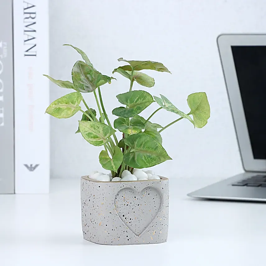 Syngonium in a Heart Planter
