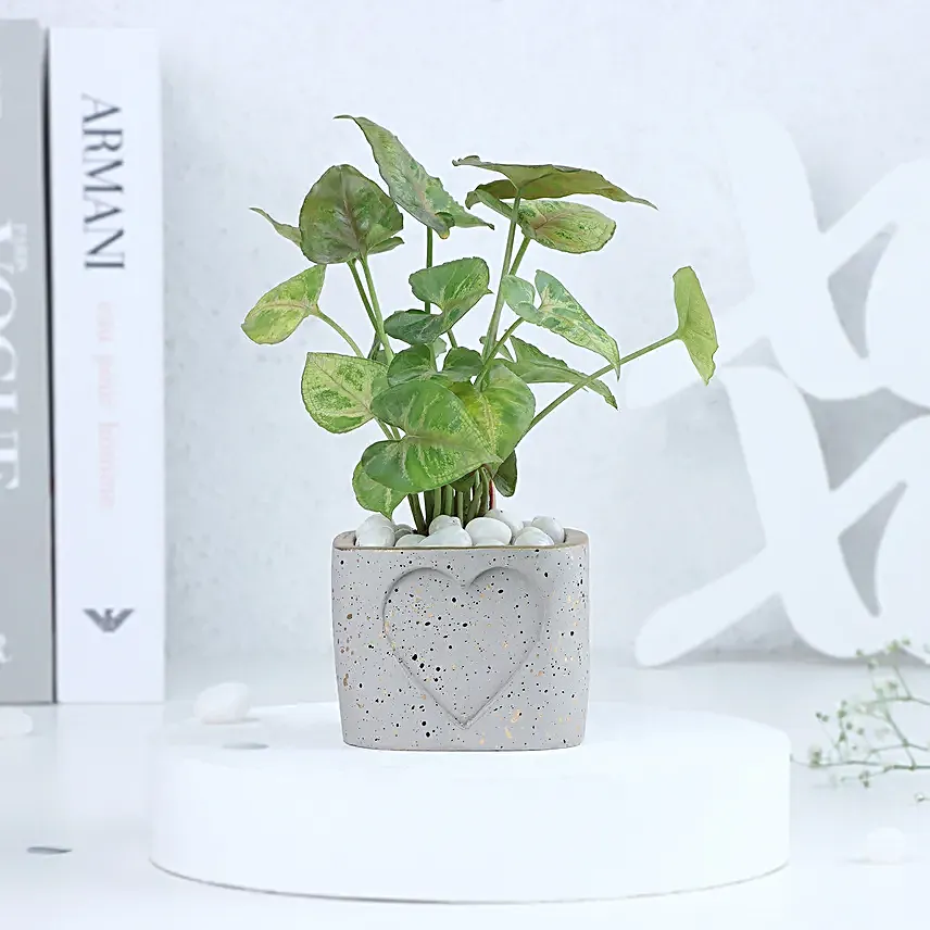 Syngonium in a Heart Planter