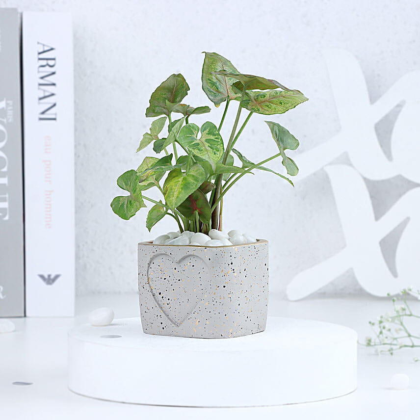 Syngonium in a Heart Planter
