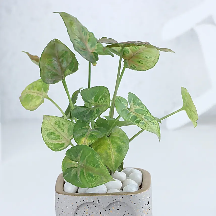 Syngonium in a Heart Planter