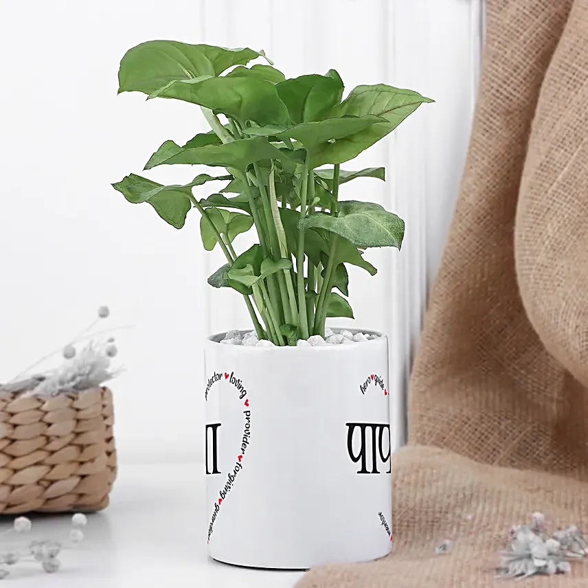 Syngonium Love For Dad