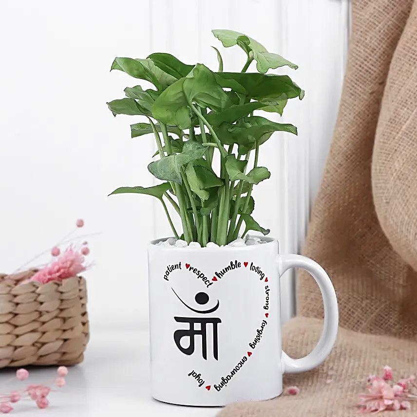 Syngonium Love For Mom