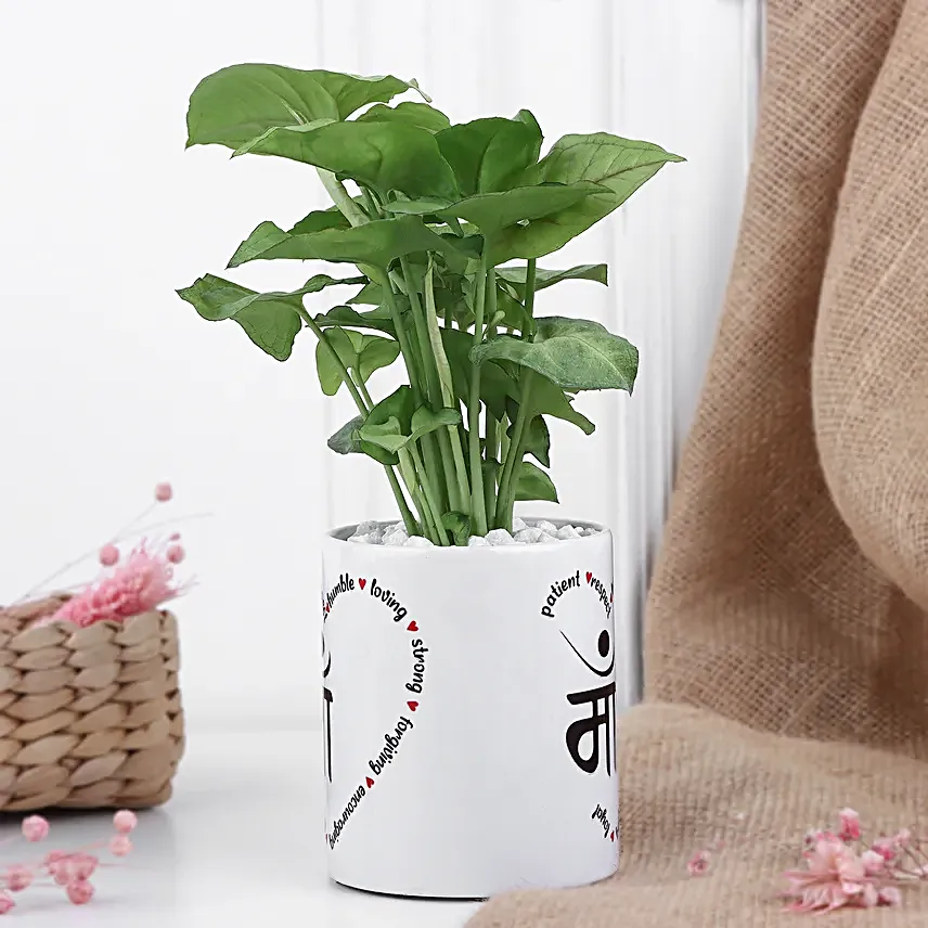 Syngonium Love For Mom