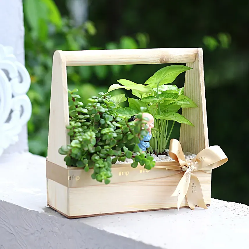 Syngonium N Jade Plant Handle Basket Terrarium