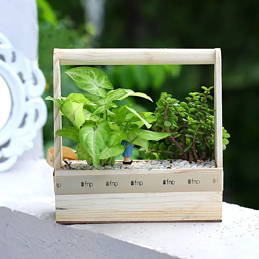 Syngonium N Jade Plant Handle Basket Terrarium