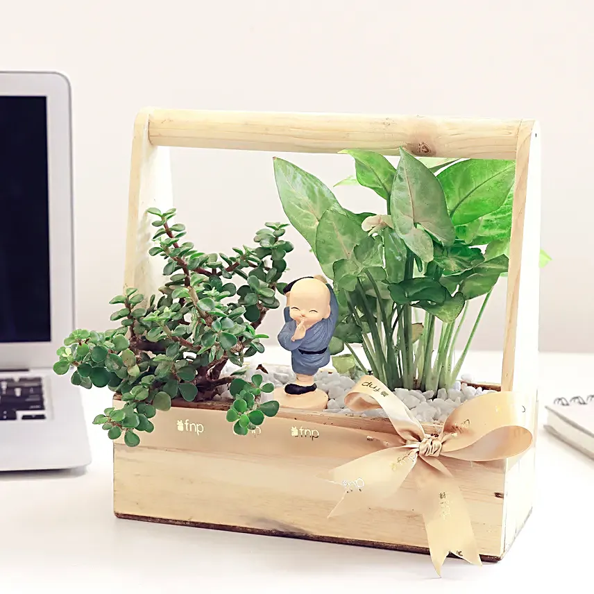 Syngonium N Jade Plant Handle Basket Terrarium