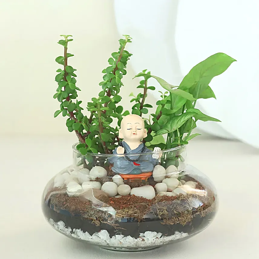 Syngonium N Jade Plant Potpouri Bowl Terrariums