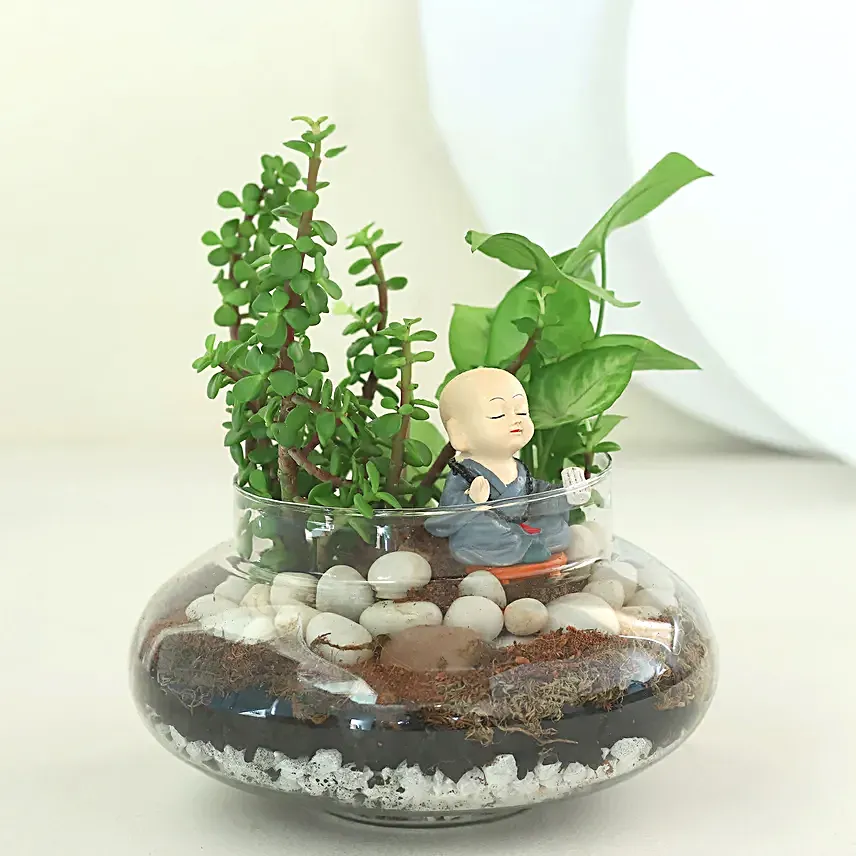Syngonium N Jade Plant Potpouri Bowl Terrariums