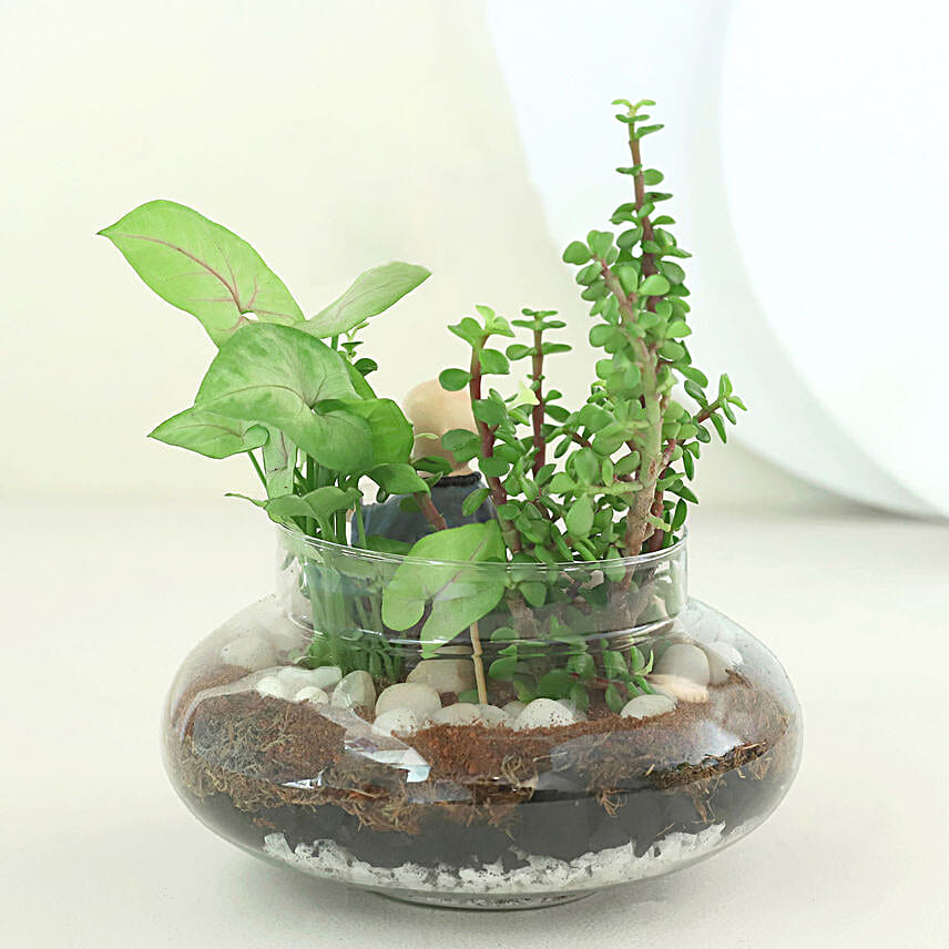 Syngonium N Jade Plant Potpouri Bowl Terrariums