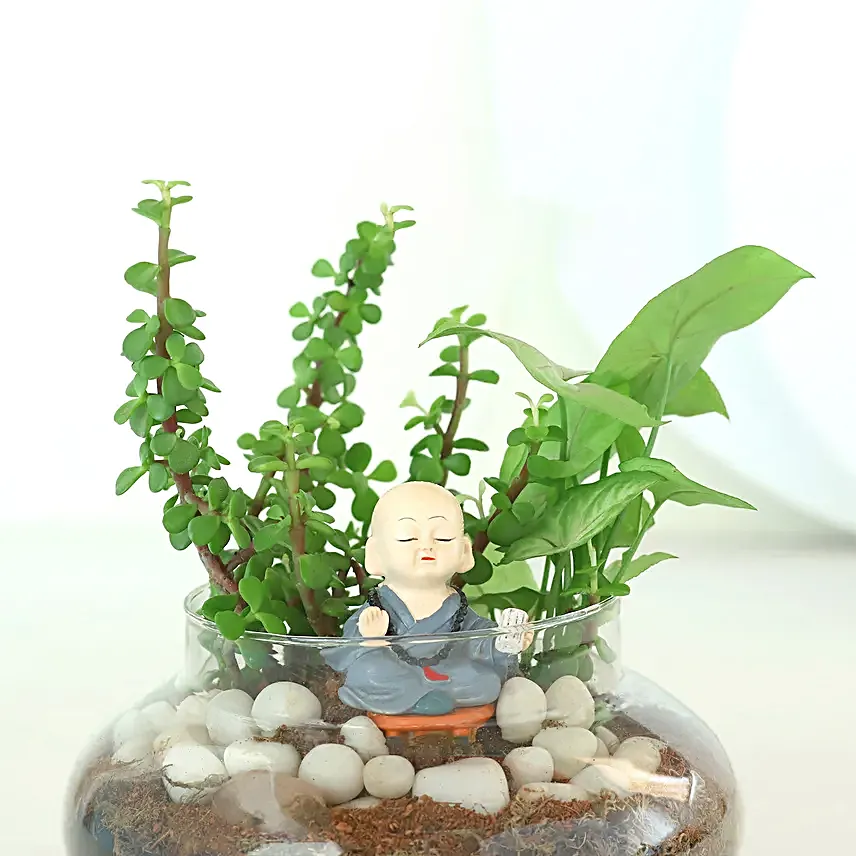 Syngonium N Jade Plant Potpouri Bowl Terrariums