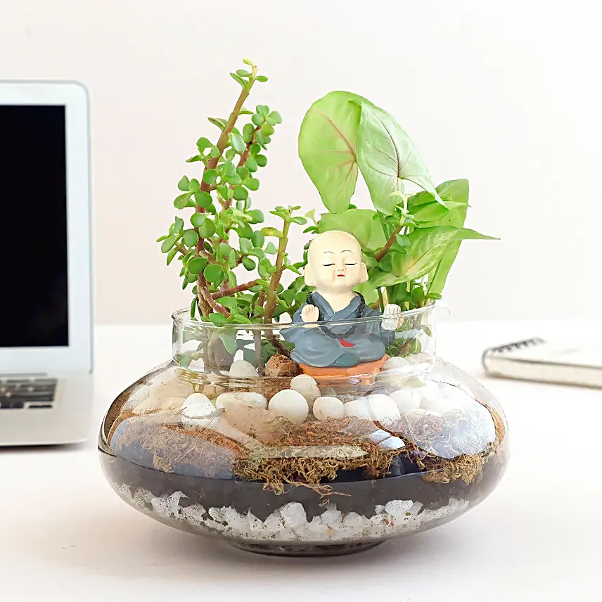 Syngonium N Jade Plant Potpouri Bowl Terrariums