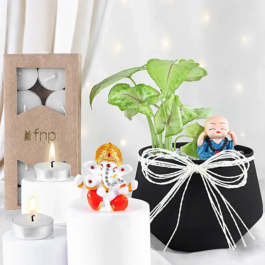 Syngonium N Serenity Gift Set