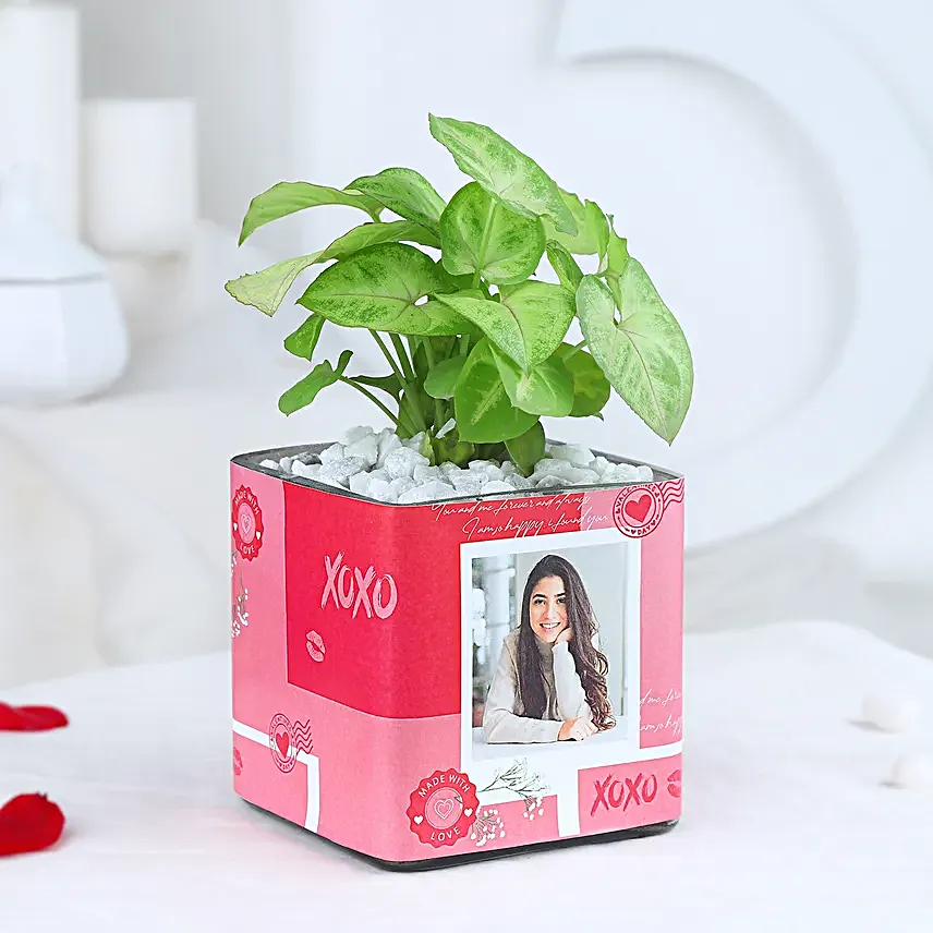 Syngonium Oasis For Your Valentine