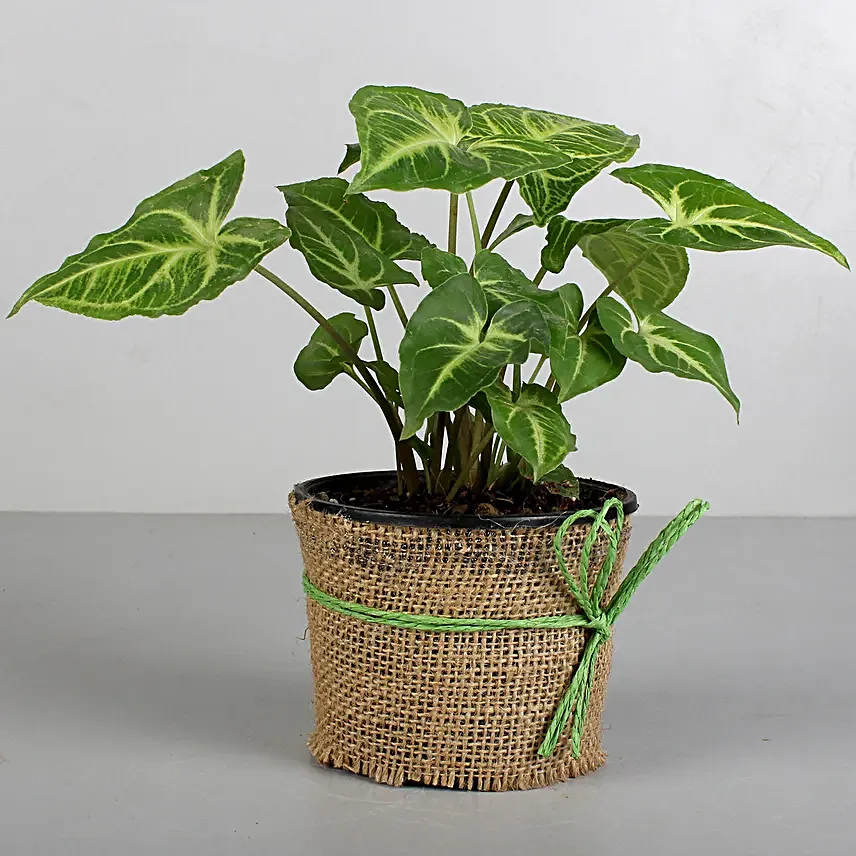 Indoor plant Online for Friend