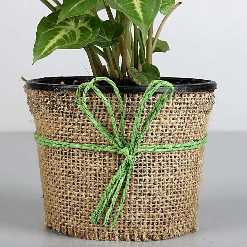 Indoor plant Online for Friend