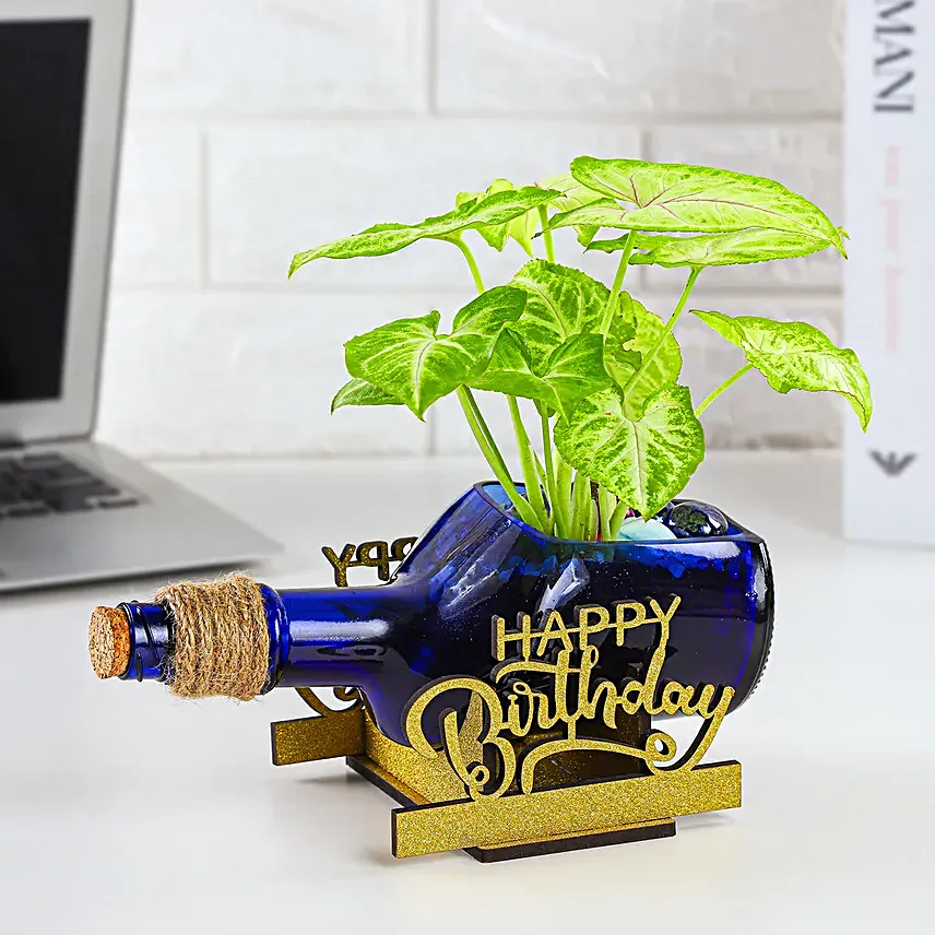 Syngonium Plant In Birthday Antiquity Bottle Planter