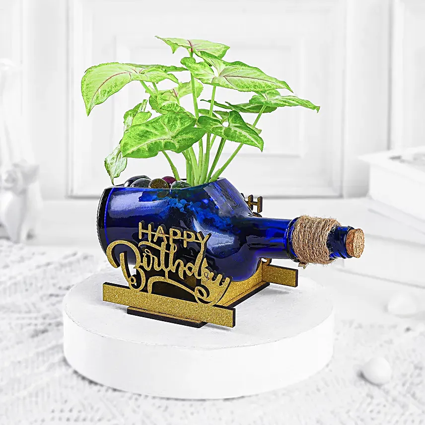 Syngonium Plant In Birthday Antiquity Bottle Planter