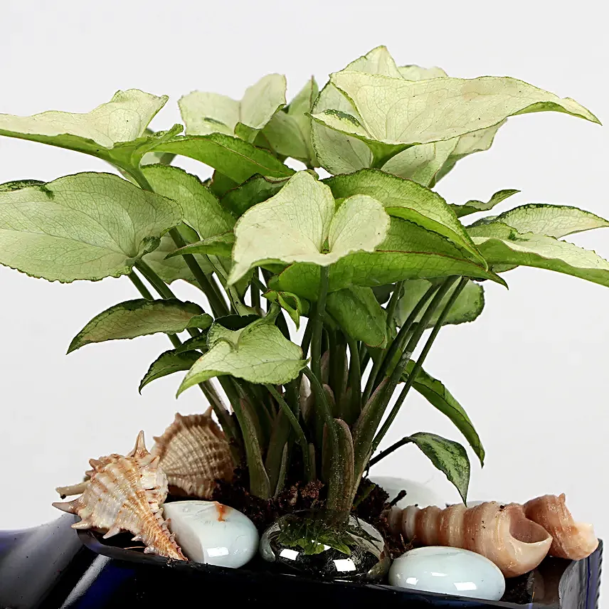 Syngonium Plant In Birthday Antiquity Bottle Planter