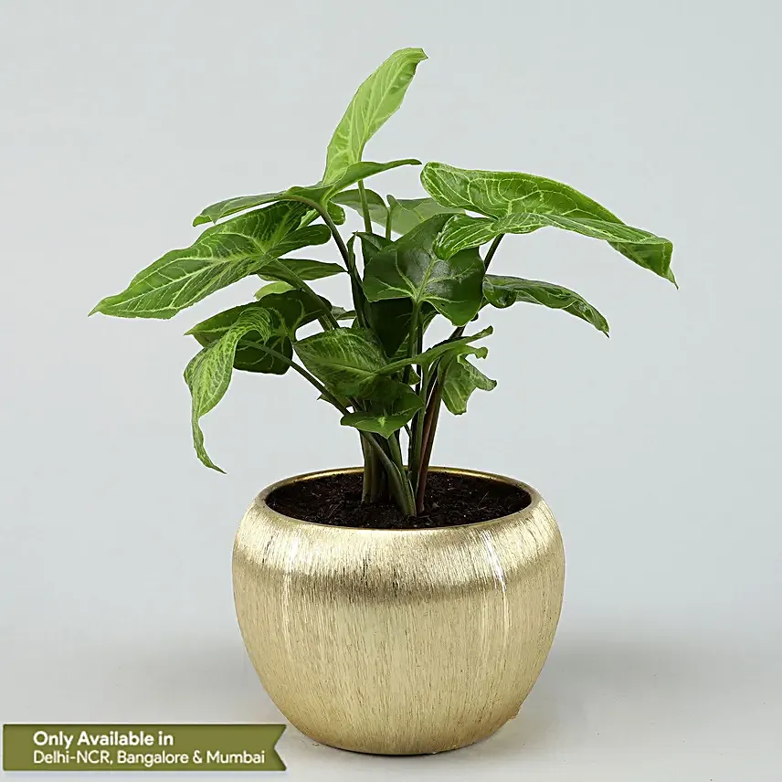 Syngonium Plant In Gold Metal Finish Pot Hand Delivery