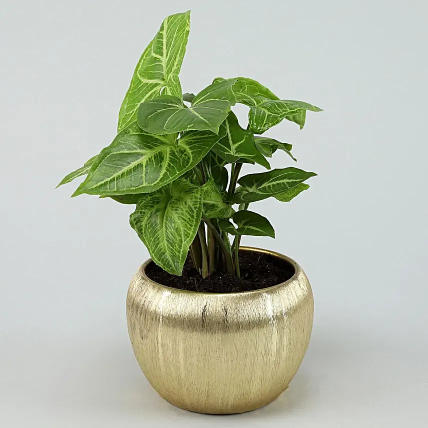 Syngonium Plant In Gold Metal Finish Pot Hand Delivery