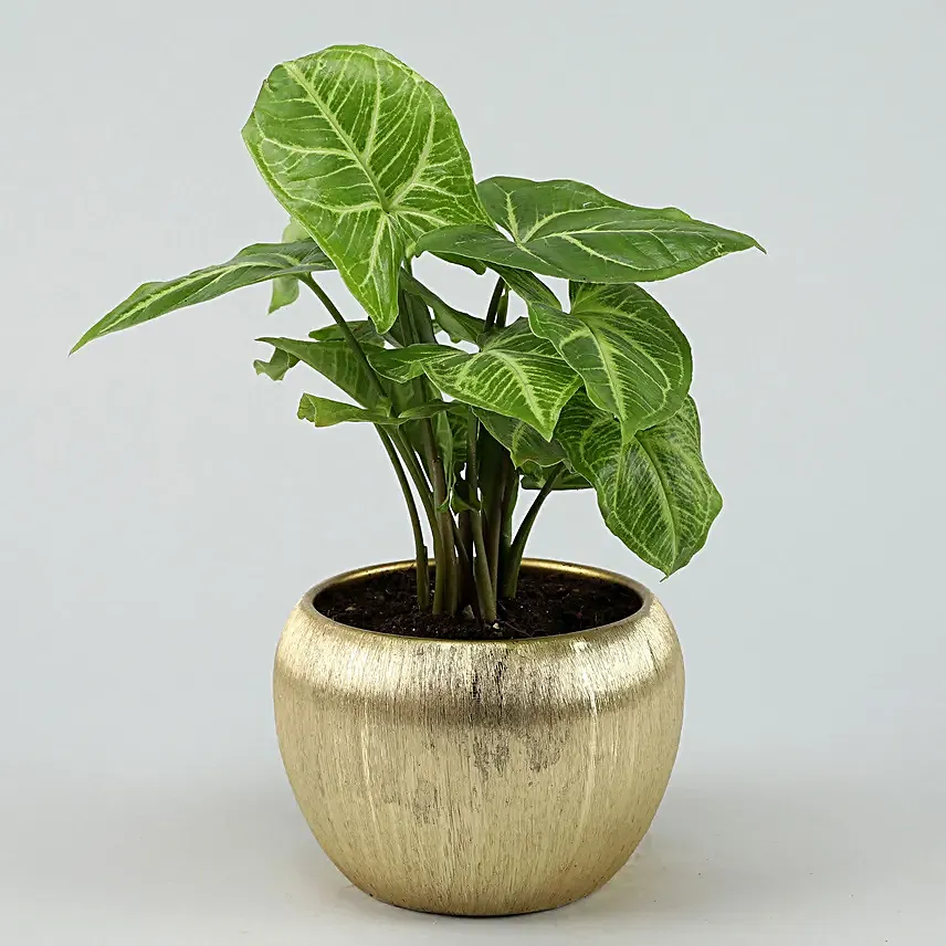 Syngonium Plant In Gold Metal Finish Pot Hand Delivery