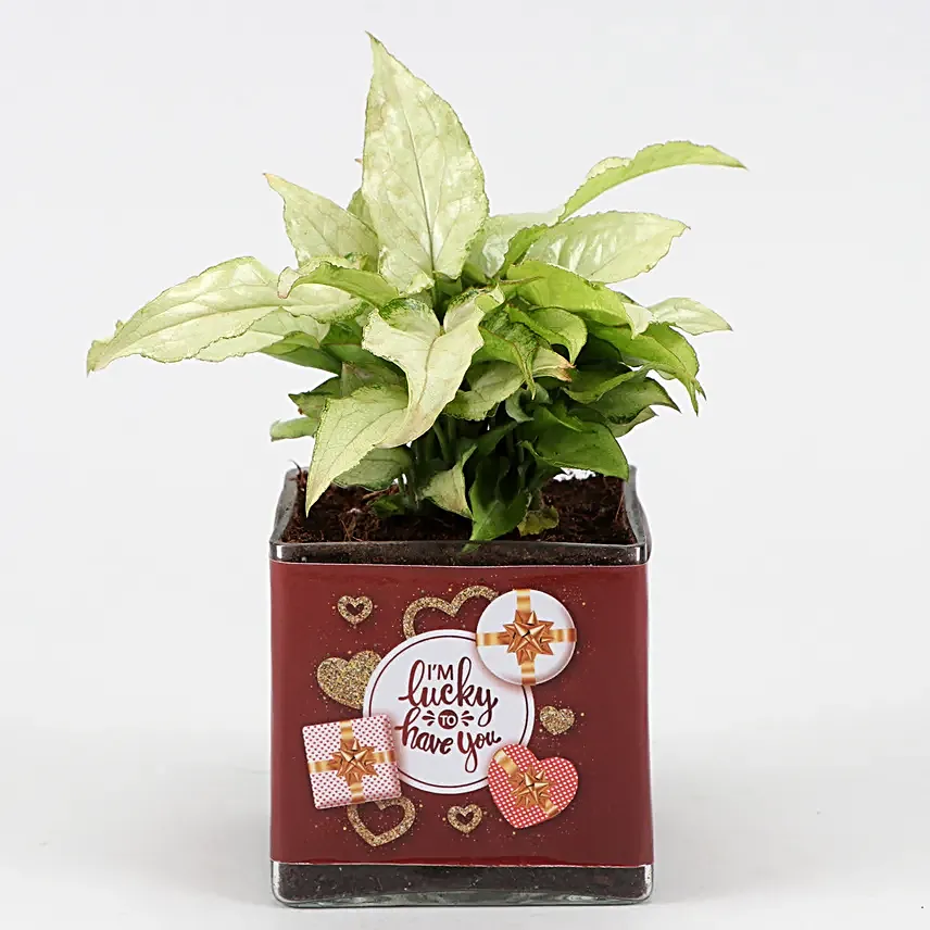 Syngonium Plant In Im Lucky To Have You Sticker Vase