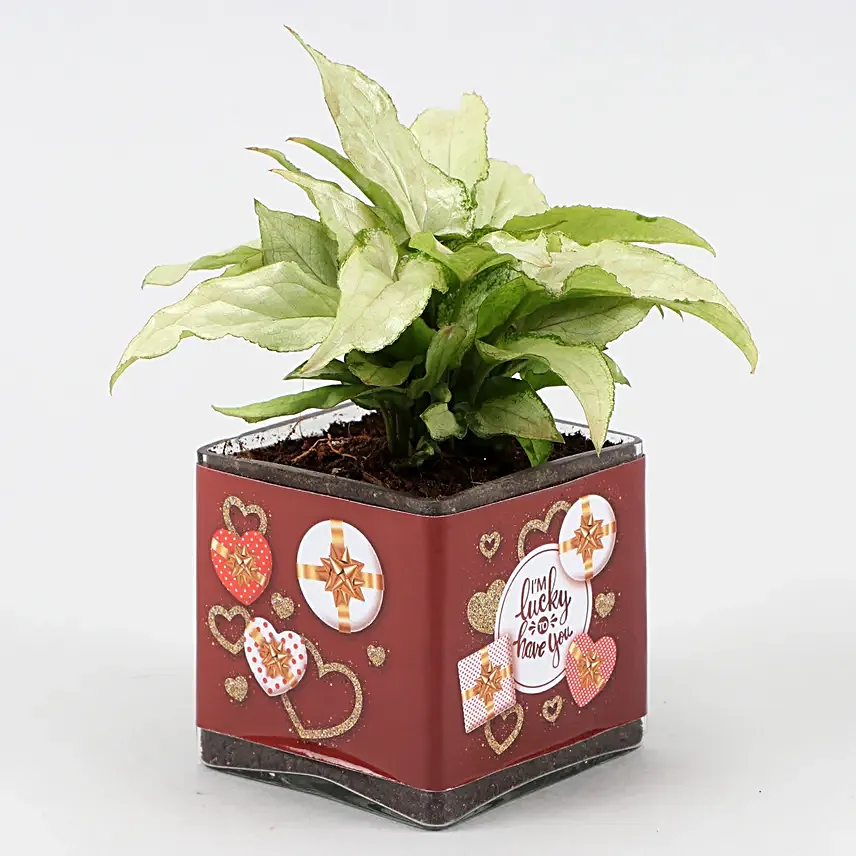 Syngonium Plant In Im Lucky To Have You Sticker Vase