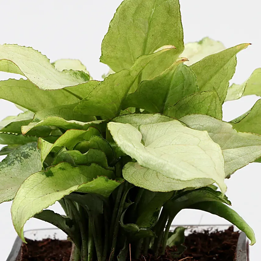 Syngonium Plant In Im Lucky To Have You Sticker Vase