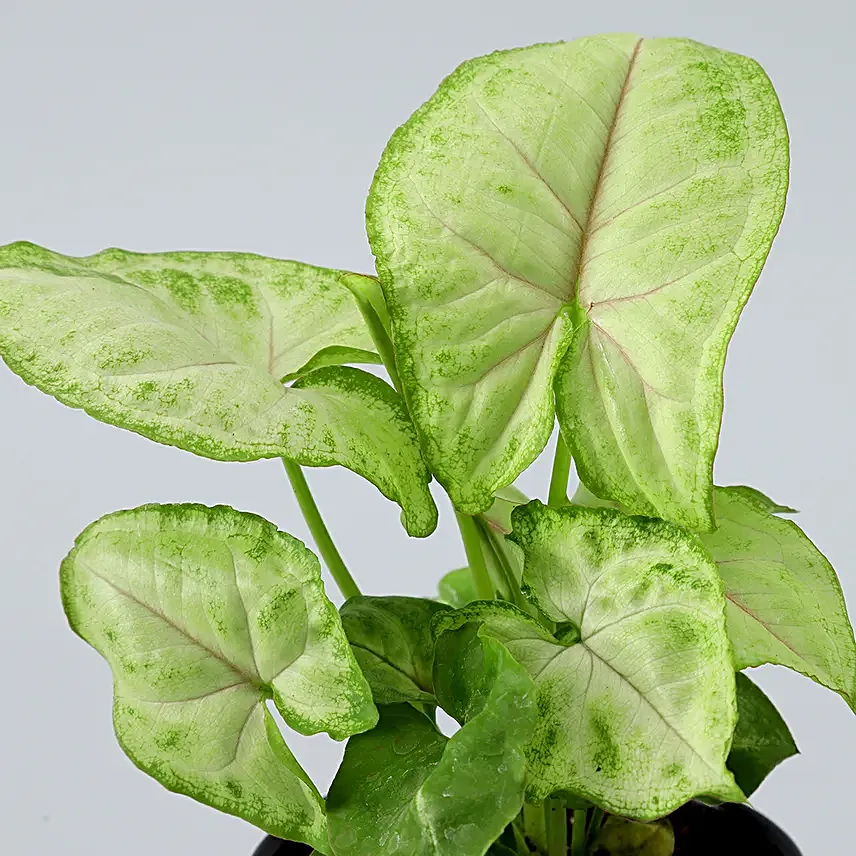 Karwa Chauth Plant Gift for Him