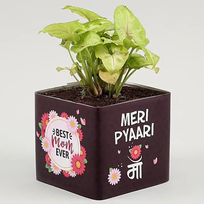 Syngonium Plant In Pyari Maa Square Glass Vase