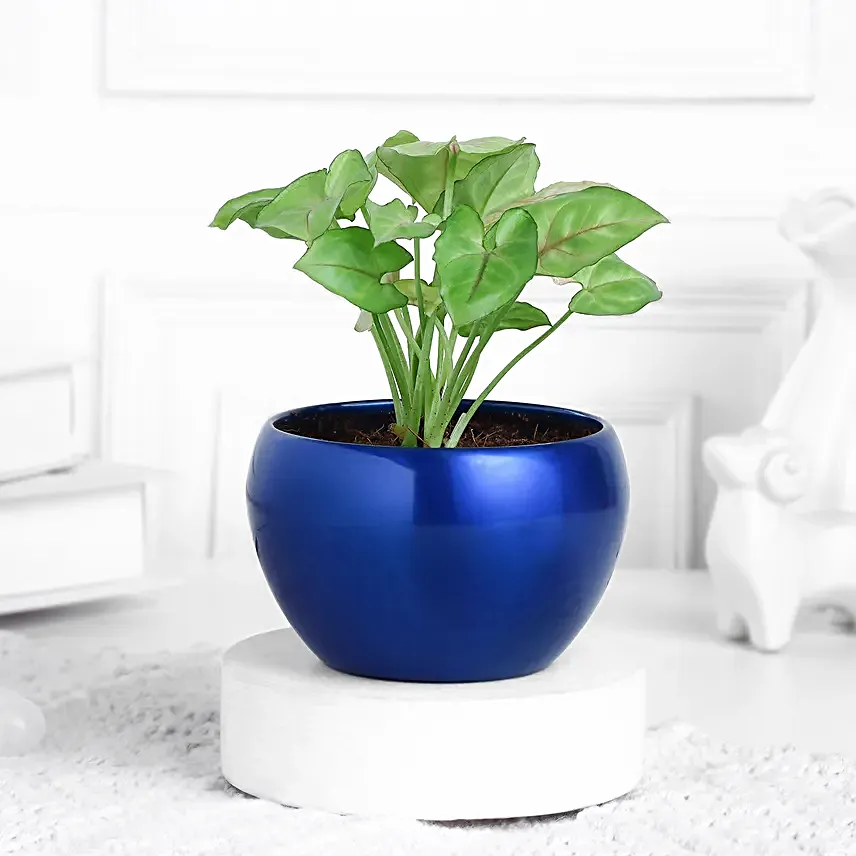 Syngonium Plant In Sleek Blue Pot