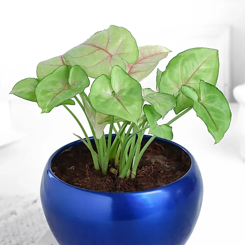 Syngonium Plant In Sleek Blue Pot