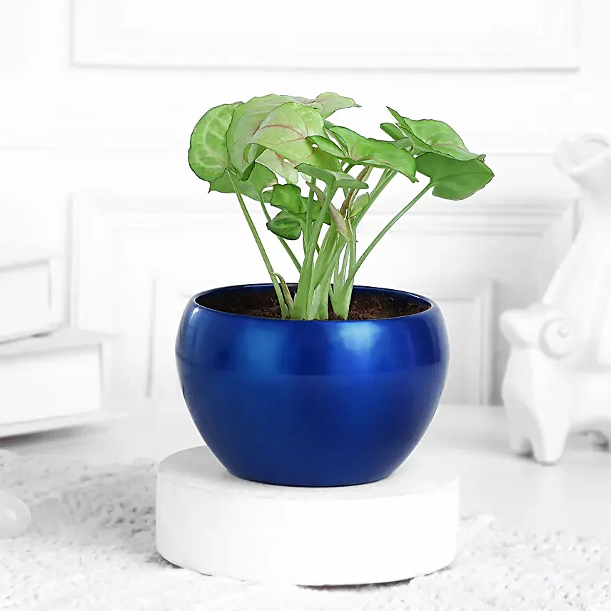 Syngonium Plant In Sleek Blue Pot