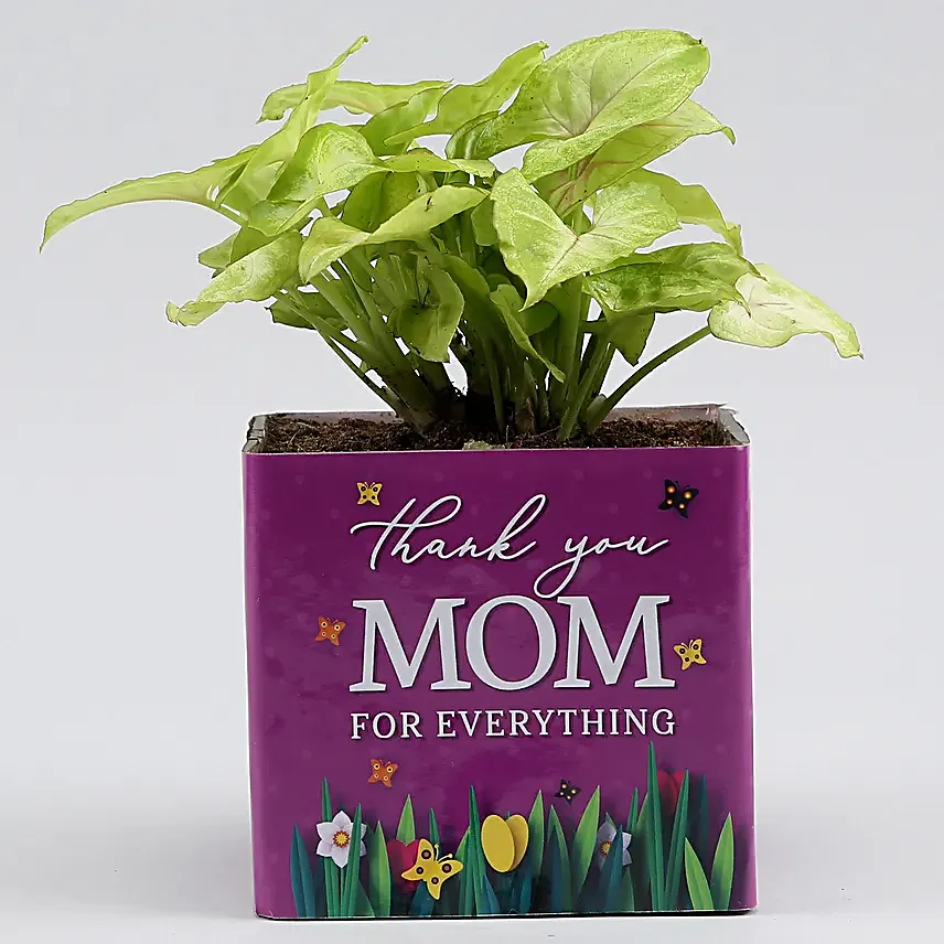 Syngonium Plant In Thank You Mom Square Glass Vase