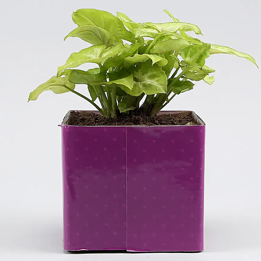 Syngonium Plant In Thank You Mom Square Glass Vase