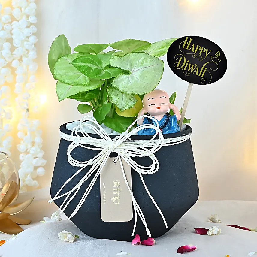 Syngonium Prosperity Plant