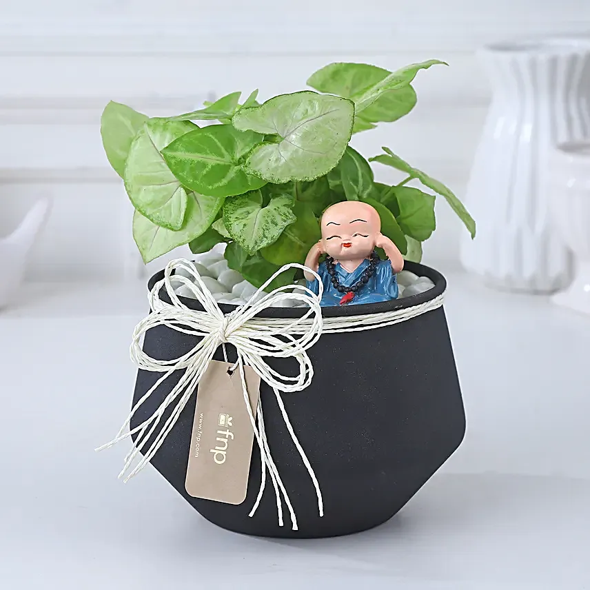 Syngonium Prosperity Plant