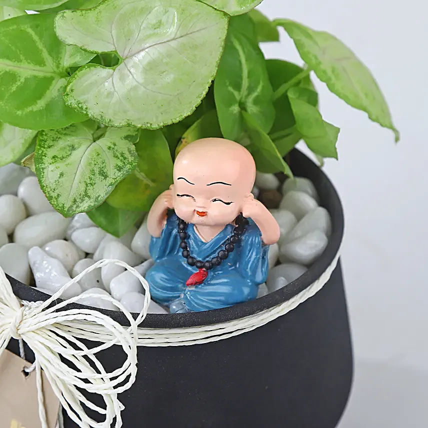 Syngonium Prosperity Plant