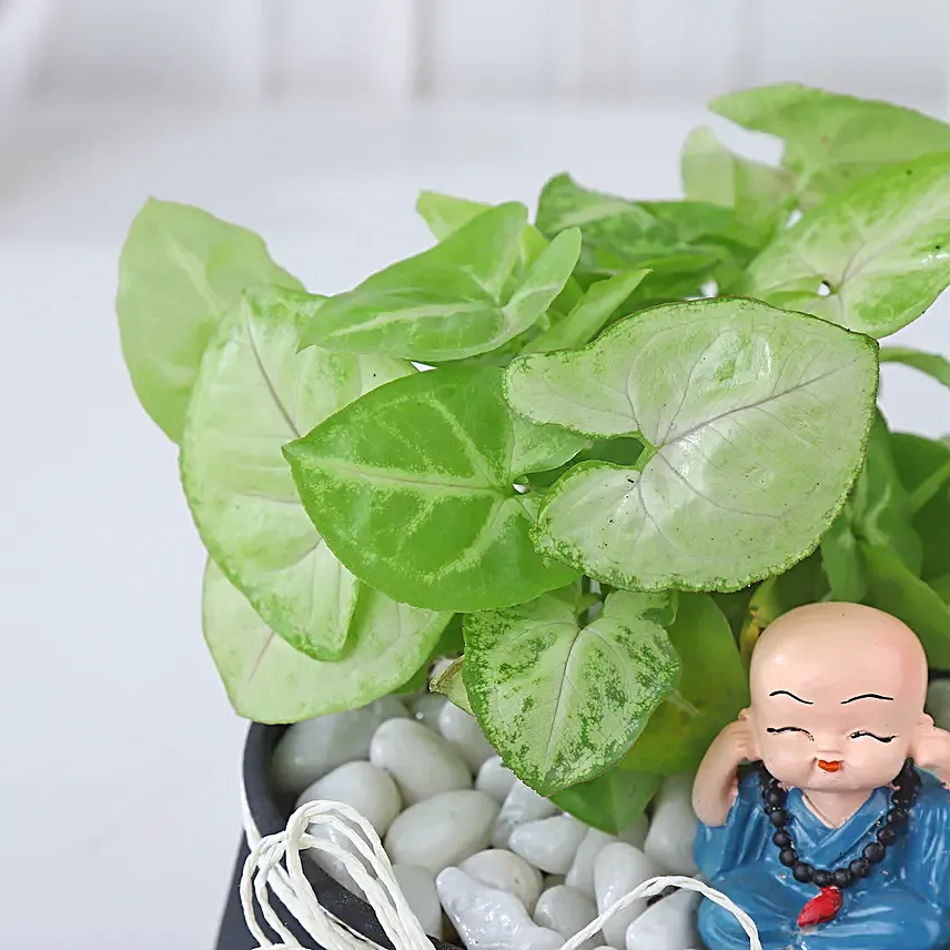 Syngonium Prosperity Plant