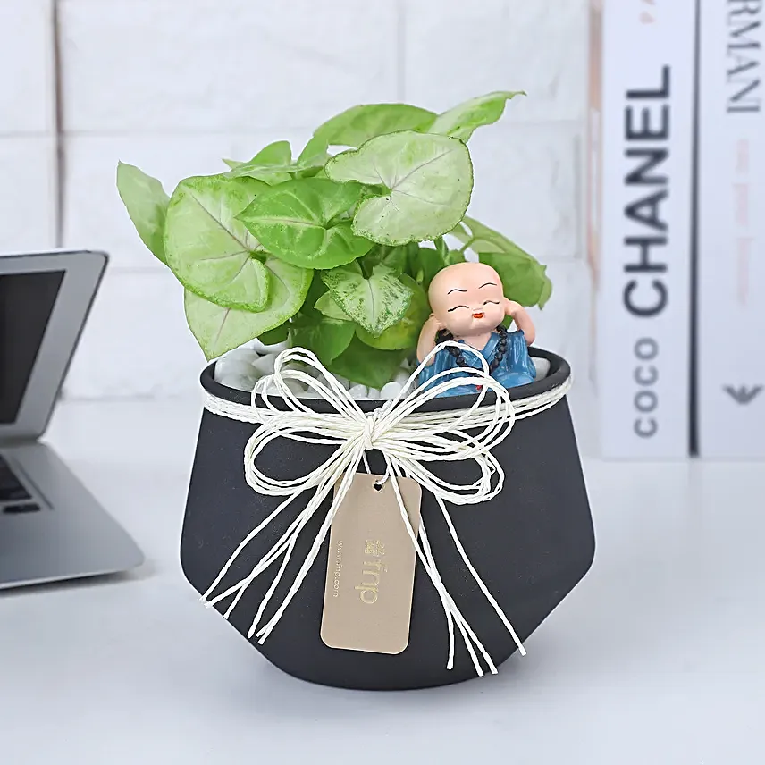 Syngonium Prosperity Plant