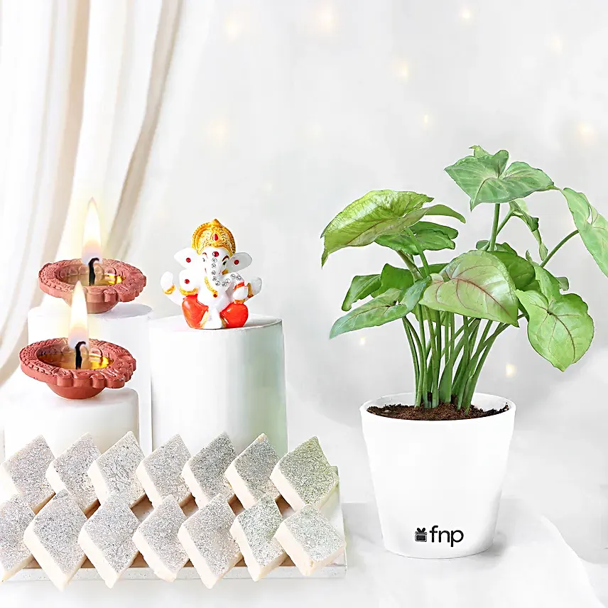 Syngonium Serenity Diwali Gift Hamper