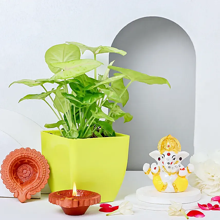 Syngonium Splendour N Diwali Celebration