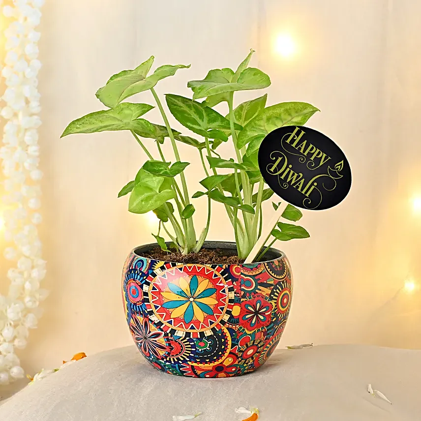 Syngonium Symbol of Prosperity