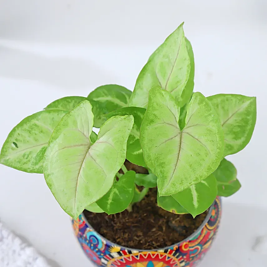 Syngonium Symbol of Prosperity